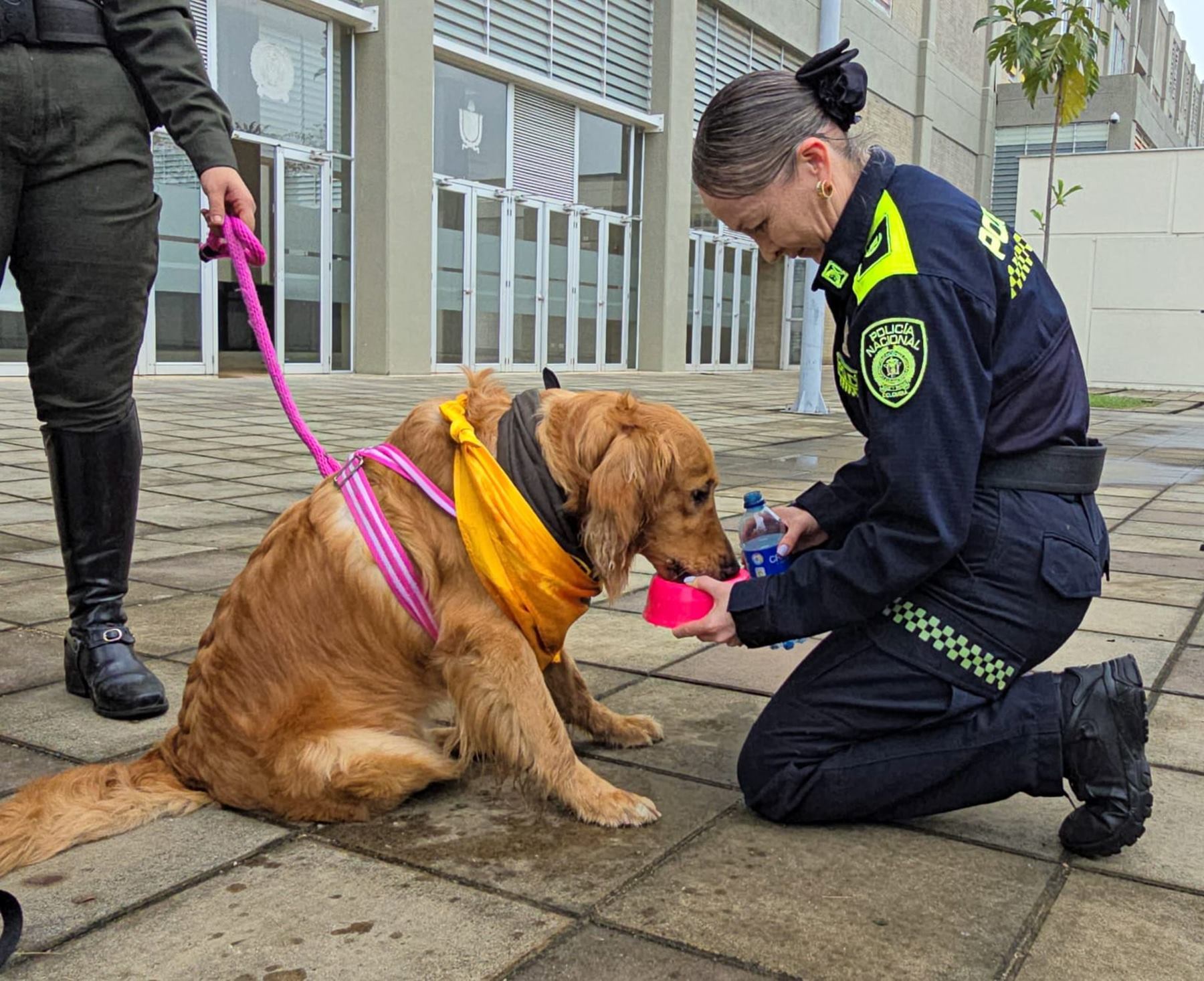 Kiara, Golden Retriever encontrada en Ibagué