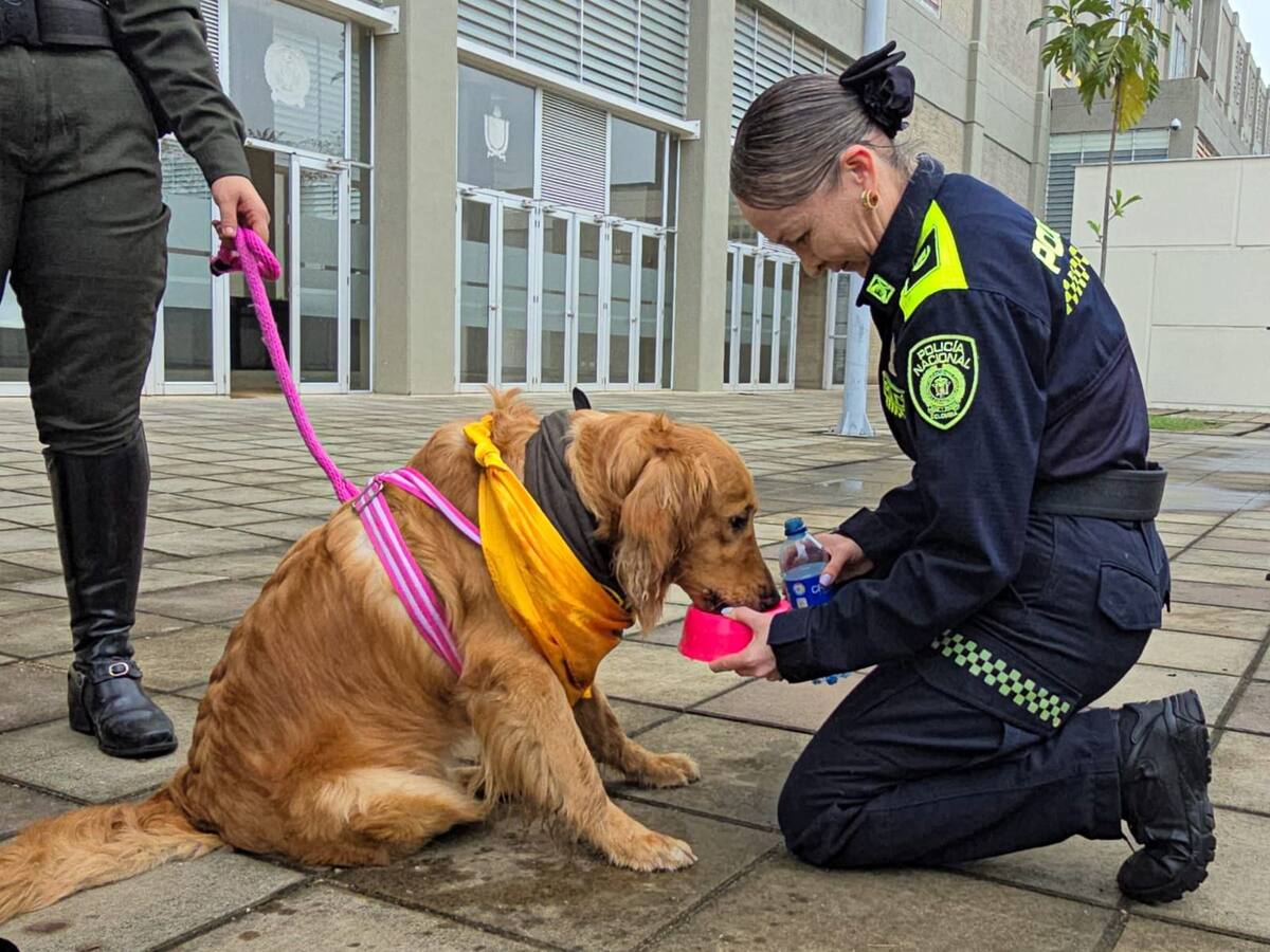 La historia de Kiara: Golden Retriever raptada en Bogotá en medio de un caso de homicidio