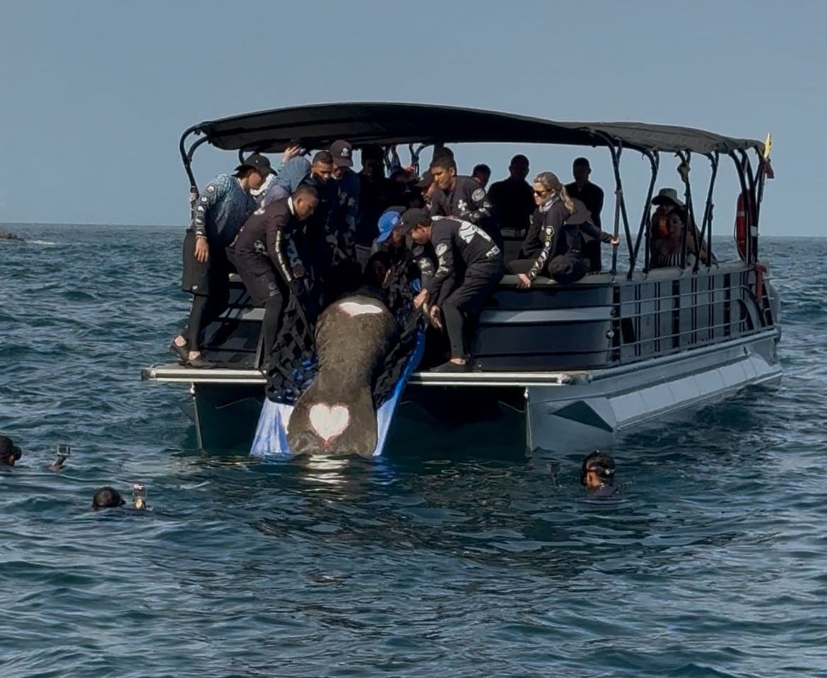 Manatí “Ciruelito” regresó al mar luego de más de un año de rehabilitación en Santa Marta/ Corpamag
