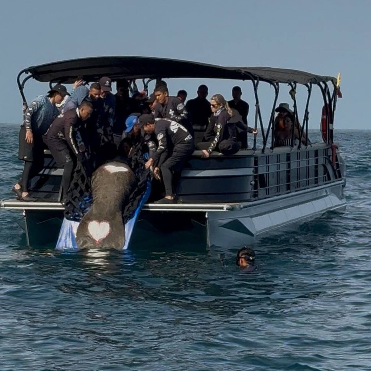 Manatí “Ciruelito” regresó al mar luego de más de un año de rehabilitación en Santa Marta