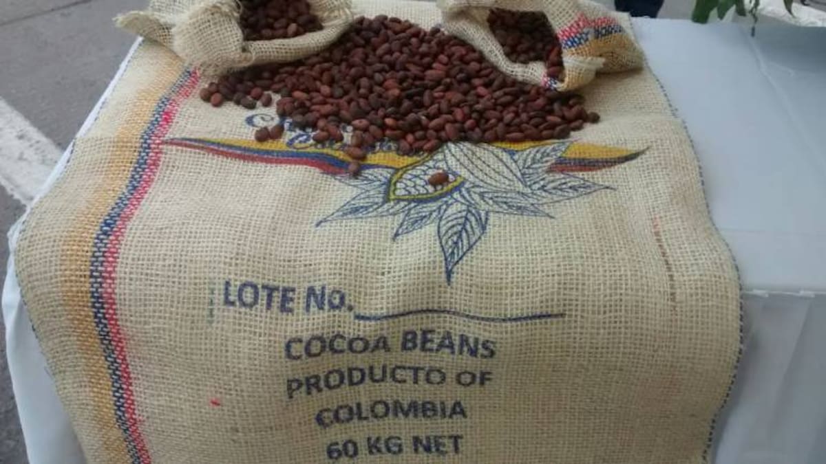 Cacao colombiano ganó el oro en Ámsterdam