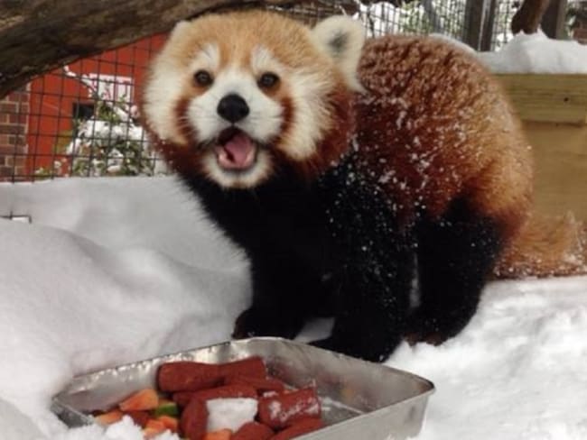 Animales del zoológico de Washington se hacen populares durante tormenta Jonas