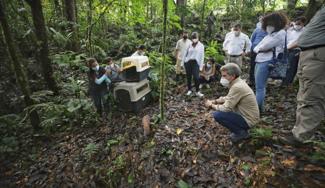 Liberación de especies silvestres en Colombia. Foto: Cortesía MinAmbiente. 