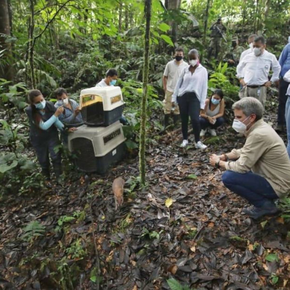 Liberaciones de fauna silvestre aumentaron un 44% durante 2021