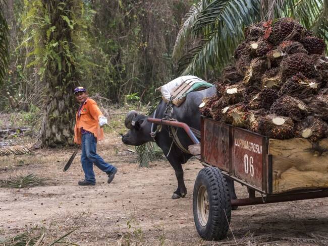 Más de 3.000 hectáreas se han entregado en medio de la emergencia sanitaria