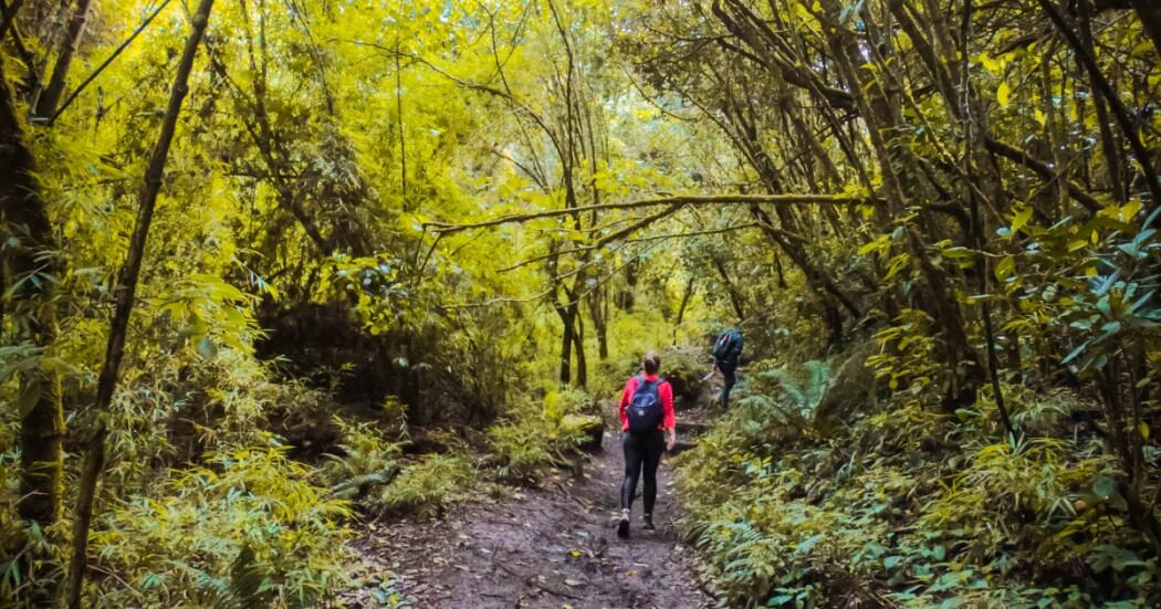 Estarán suspendidas las visitas a los senderos de los cerros orientales en Bogotá por elecciones