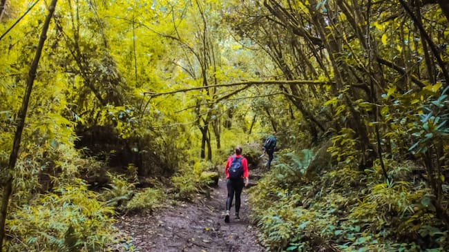 Estarán suspendidas las visitas a los senderos de los cerros orientales en Bogotá por elecciones