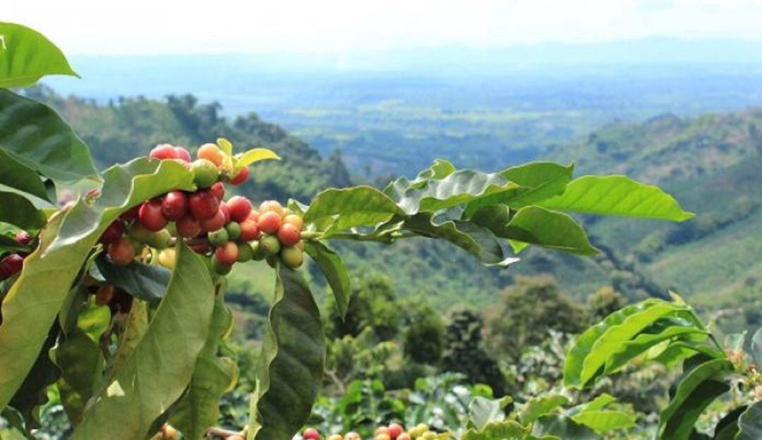Caficultores afectados por la ola invernal en el Tolima