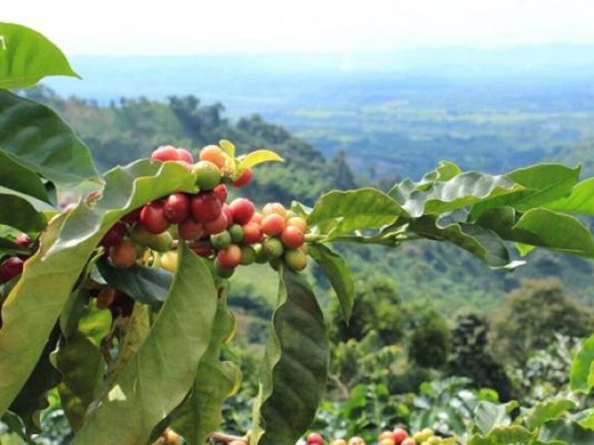 Cafeteros del Tolima afectados por la ola invernal