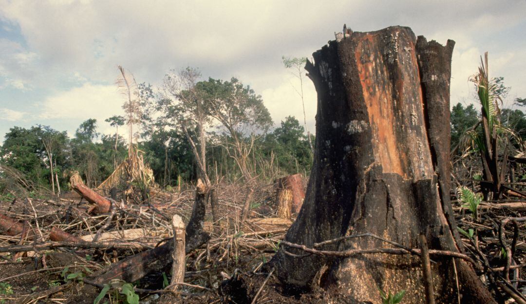 Imagen de referencia