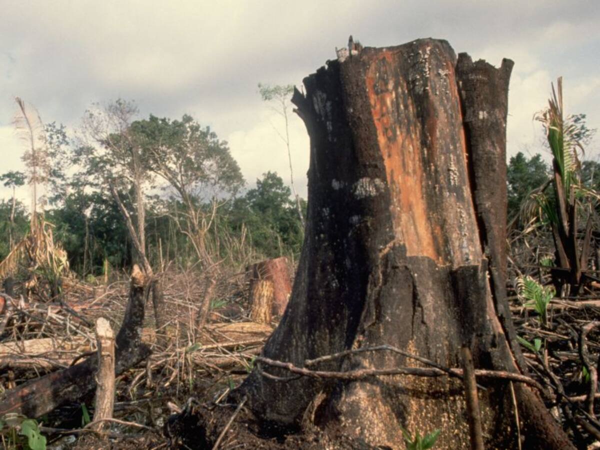 El 45% de árboles que están únicamente en Colombia podrían desaparecer