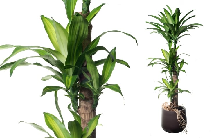 Árbol de la felicidad, imagen de referencia - Getty Images