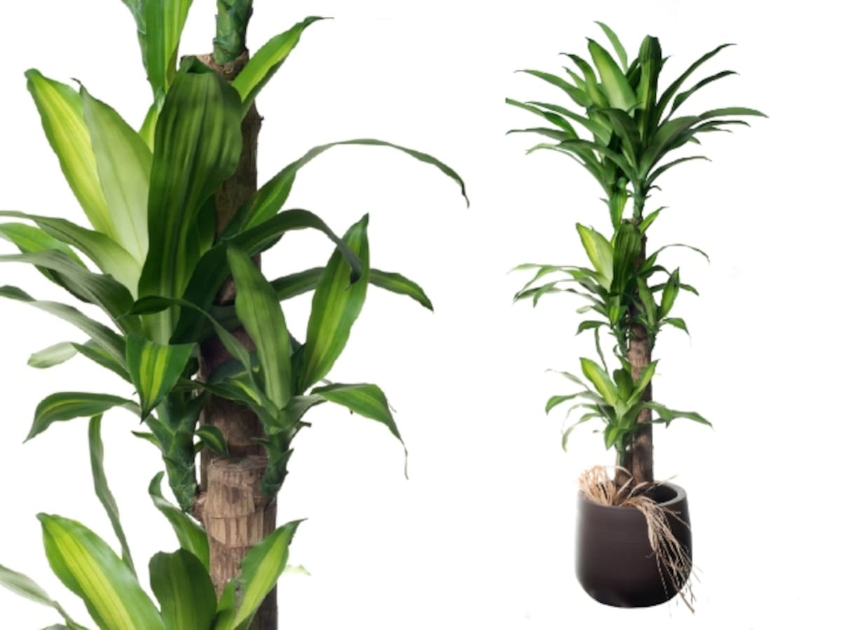 ¿Dónde se debe poner el árbol de la felicidad según el Feng Shui? Cuidados que debe tener