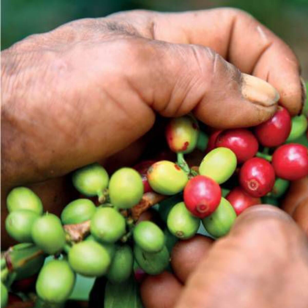 "Ley de Financiamiento es catastrófica": cafeteros de Risaralda