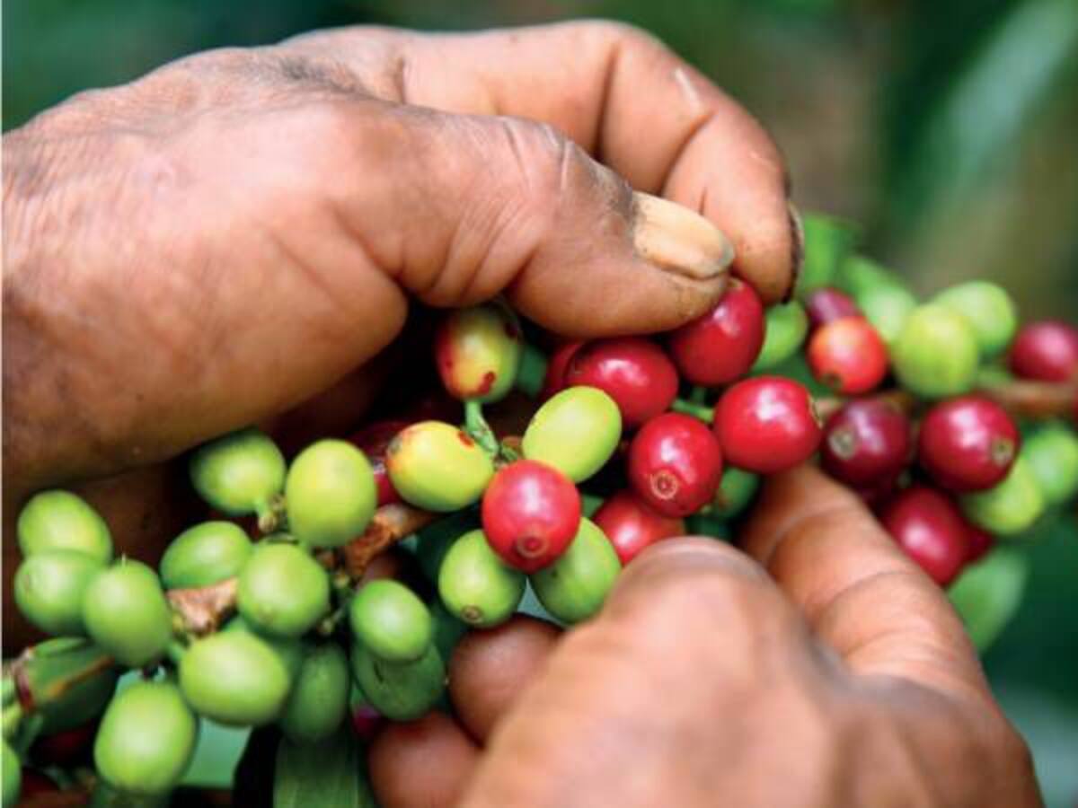 "Ley de Financiamiento es catastrófica": cafeteros de Risaralda
