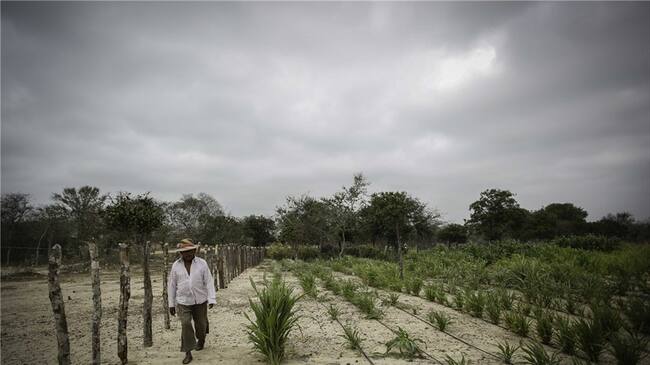 Fenómeno de El Niño en las regiones del país . Foto: Colprensa