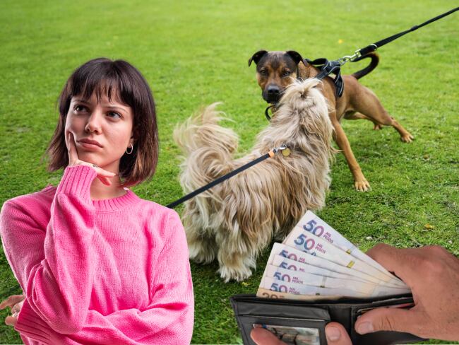 Qué hacer legalmente cuando un perro muerde a otro: Ley 746 de 2002 explica en quién recae responsabilidad