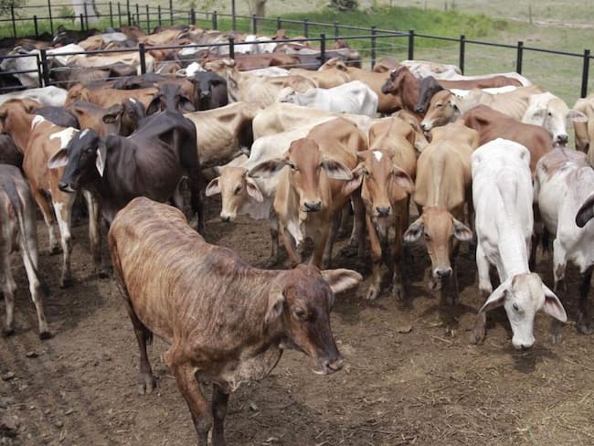 Familias de Bolívar en los Montes de María reciben bovinos