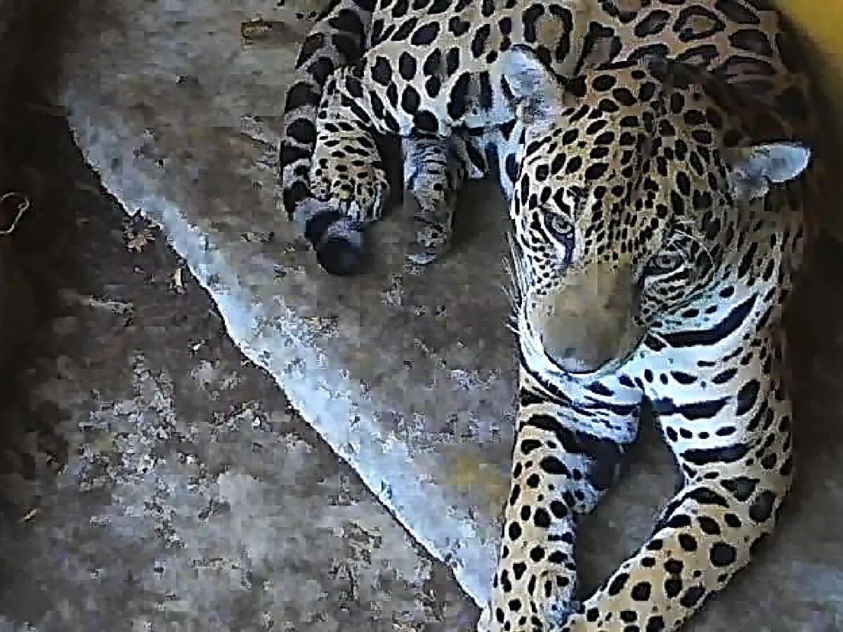 Jaguar rescatado en Cundinamarca: fue visto desde mayo en Tocaima y Apulo