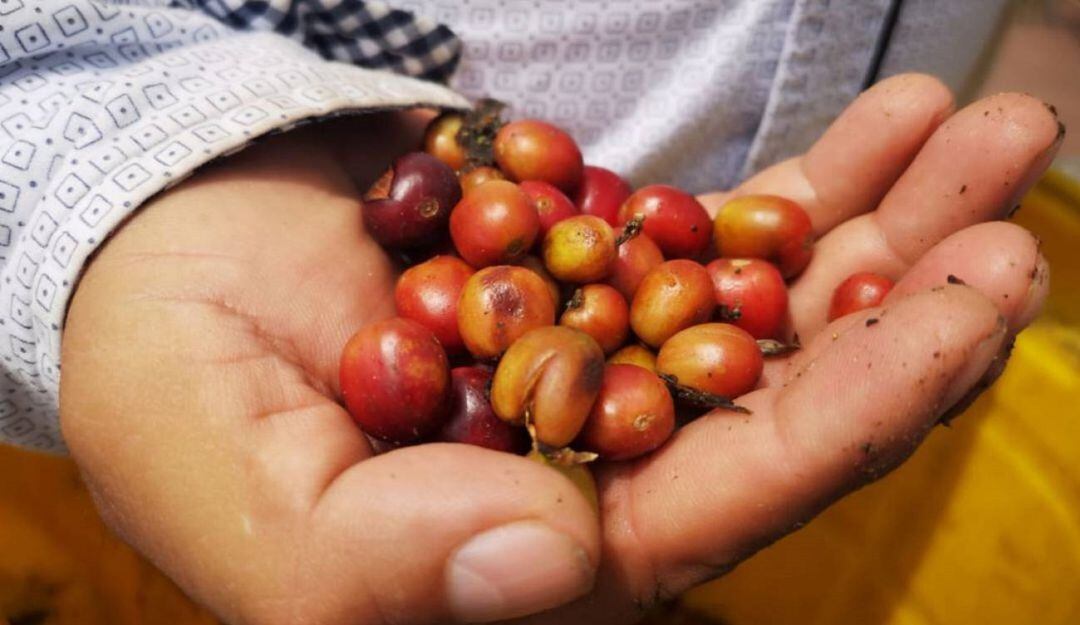 paisaje cultural cafetero 