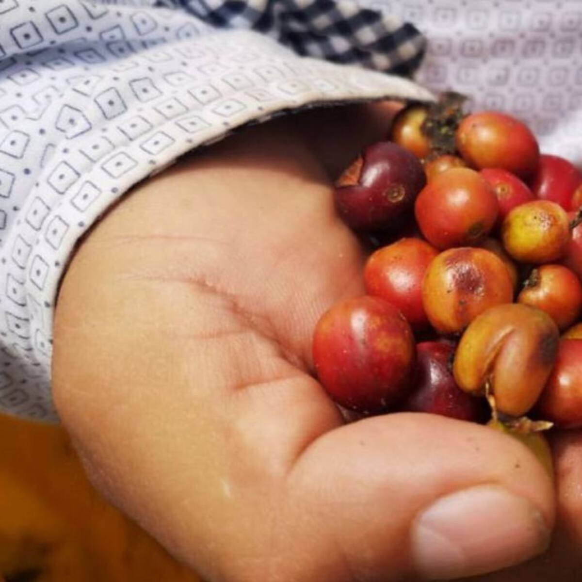 3.600 familias hacen parte del paisaje cultural cafetero en Quindío