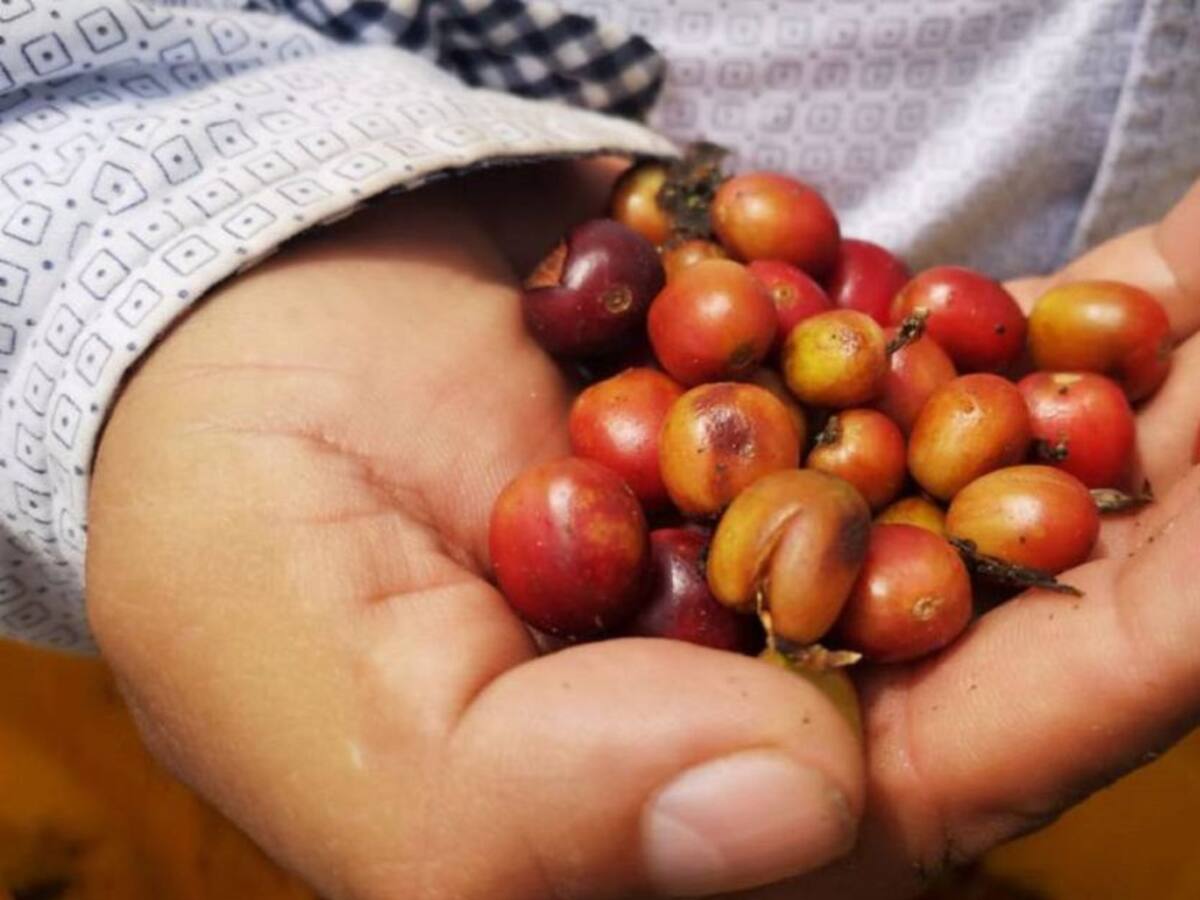 3.600 familias hacen parte del paisaje cultural cafetero en Quindío