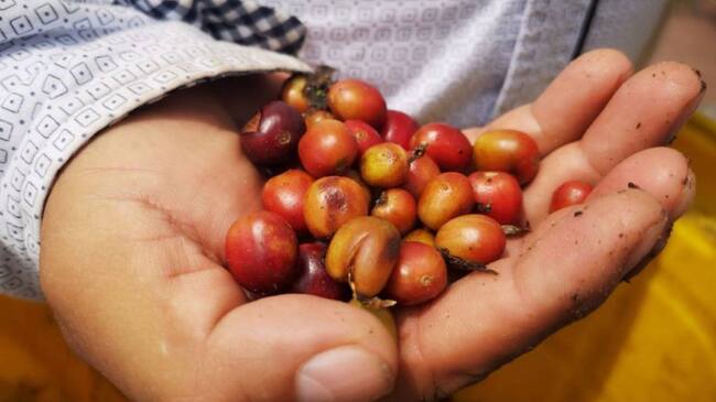 paisaje cultural cafetero