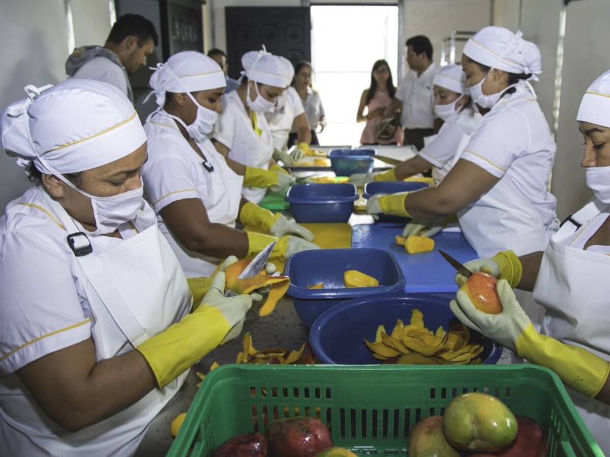 En el Tolima, mujeres deshidratan frutas con energía solar