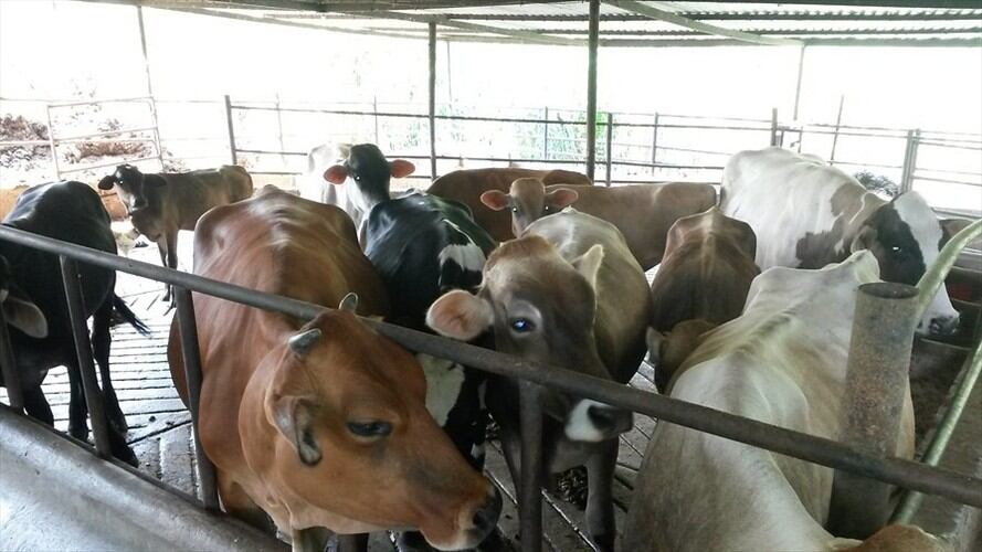 ICA mantiene estrictos protocolos para realizar exportaciones de carne. Foto: Colprensa