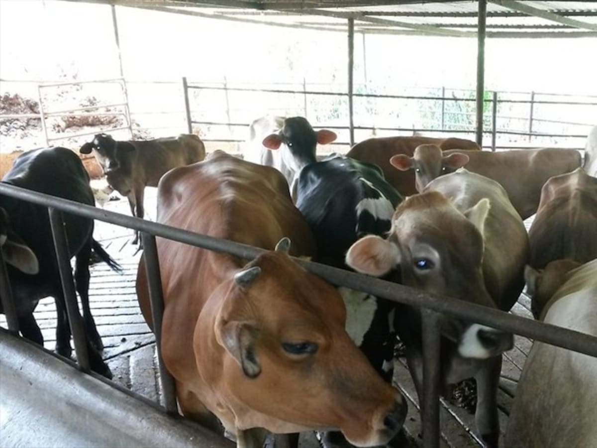 ICA mantiene estrictos protocolos para realizar exportaciones de carne