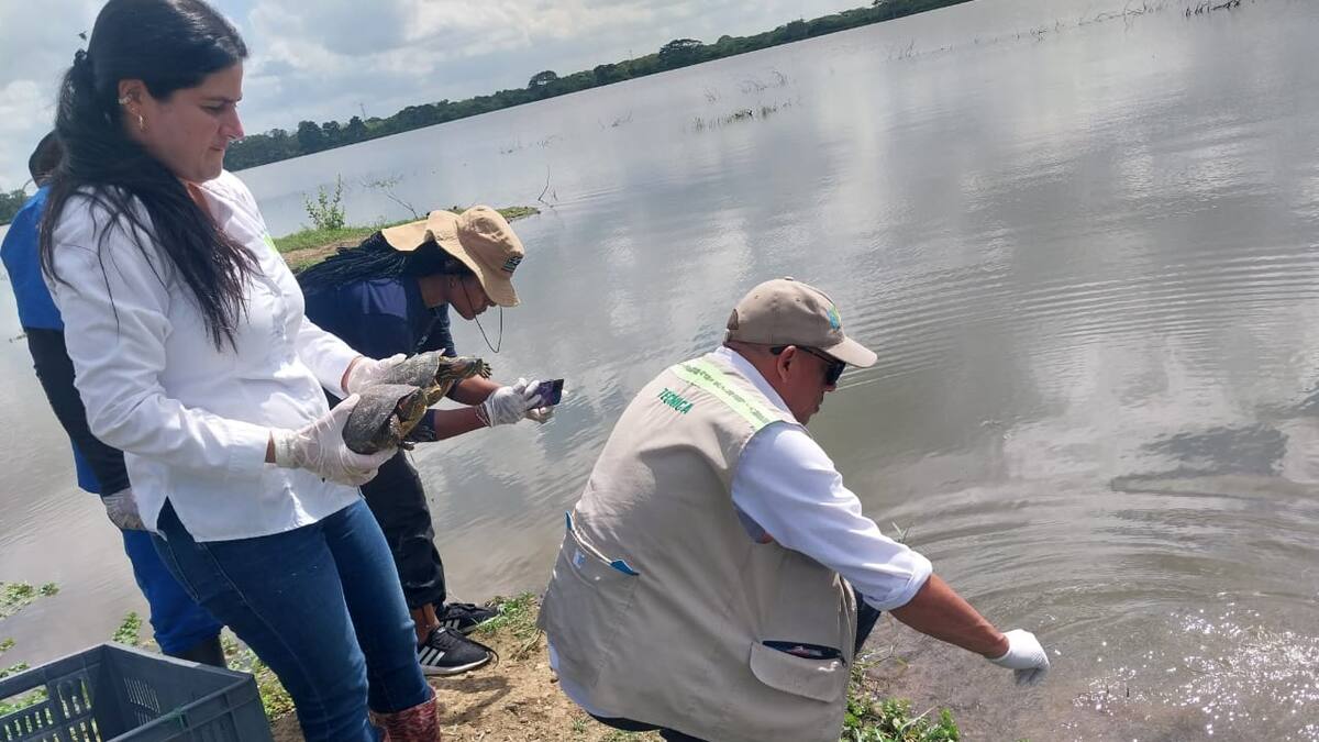 220 animales silvestres provenientes de Cali fueron liberados en Cartagena