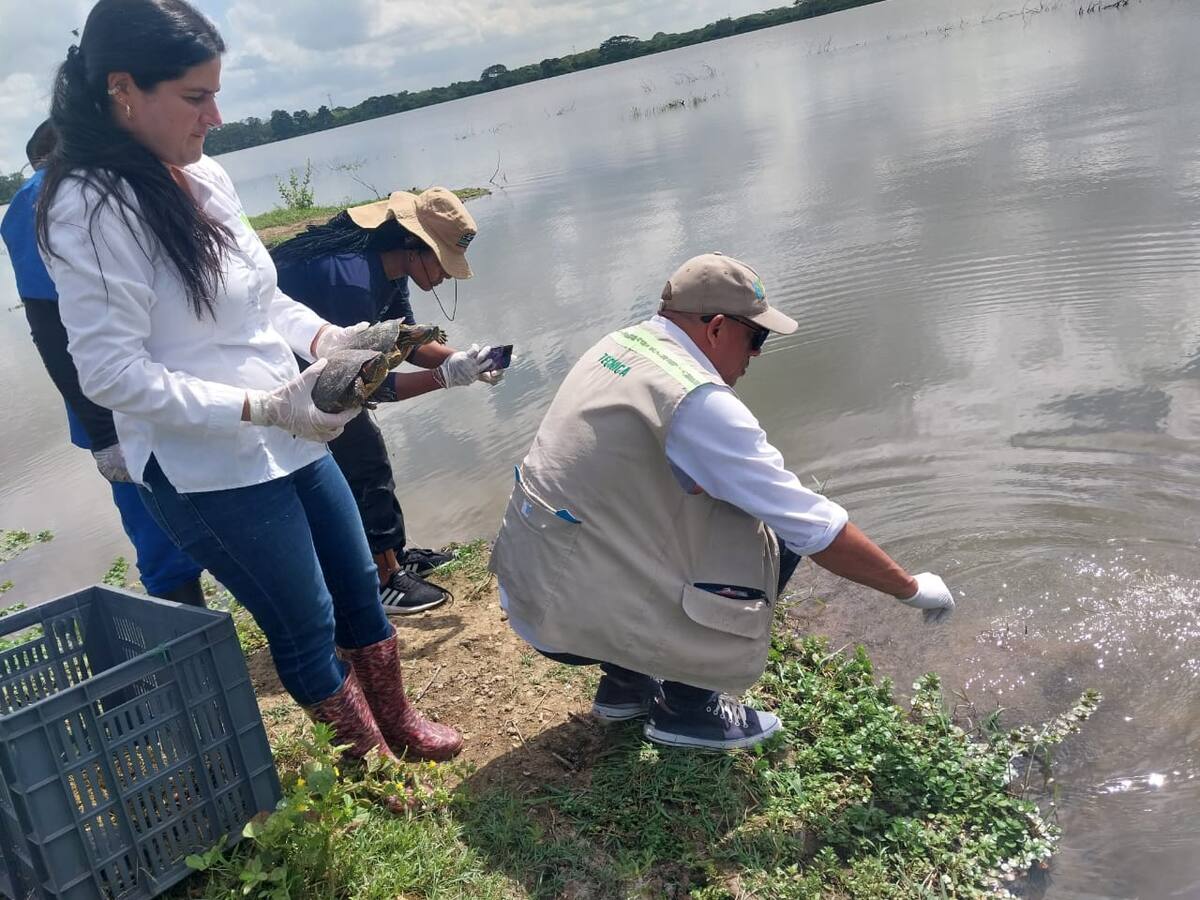 220 animales silvestres provenientes de Cali fueron liberados en Cartagena