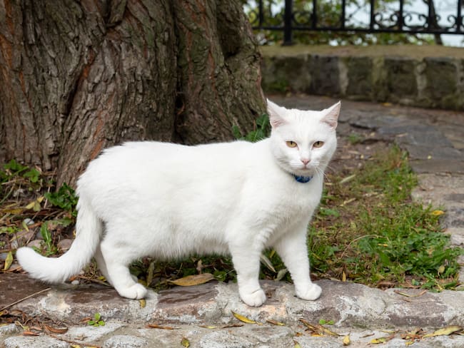 Gato blanco caminando en la calle (Foto vía Getty Images)