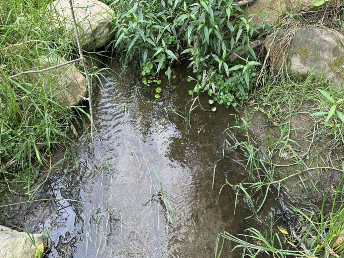 Autoridad ambiental encuentran presencia de cianuro en la quebrada Tesorito de Manizales.