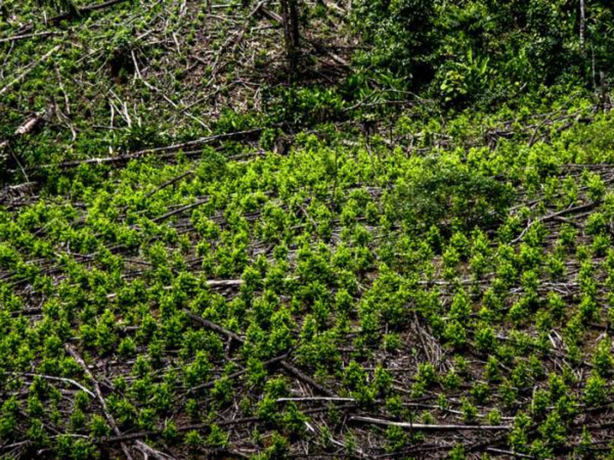 Las mafias están usando niños para recoger hoja de coca: Armada