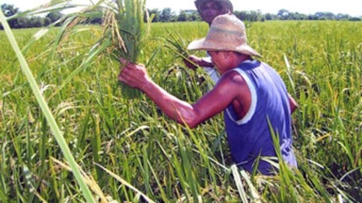 Gobierno conjura el paro anunciado por los arroceros