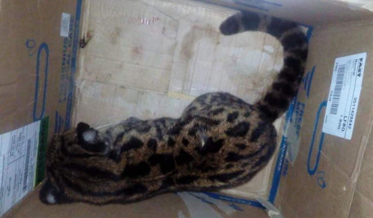 Tigrillo atropellado por un carro fantasma