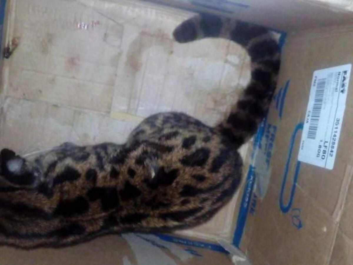 Tigrillo atropellado por carro fantasma fue rescatado por la Policía Caldas