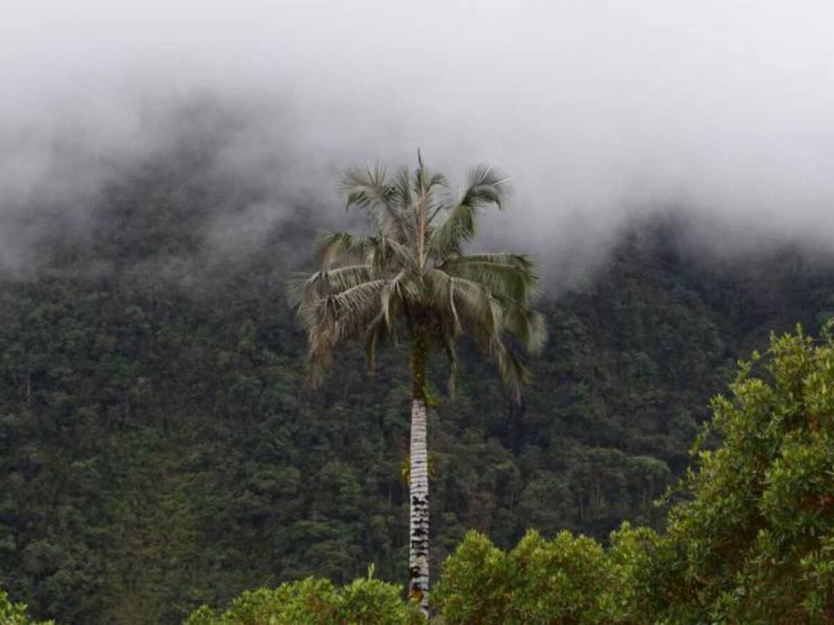 Autorizan tala de palma de cera en la vereda Romeral, Guarne