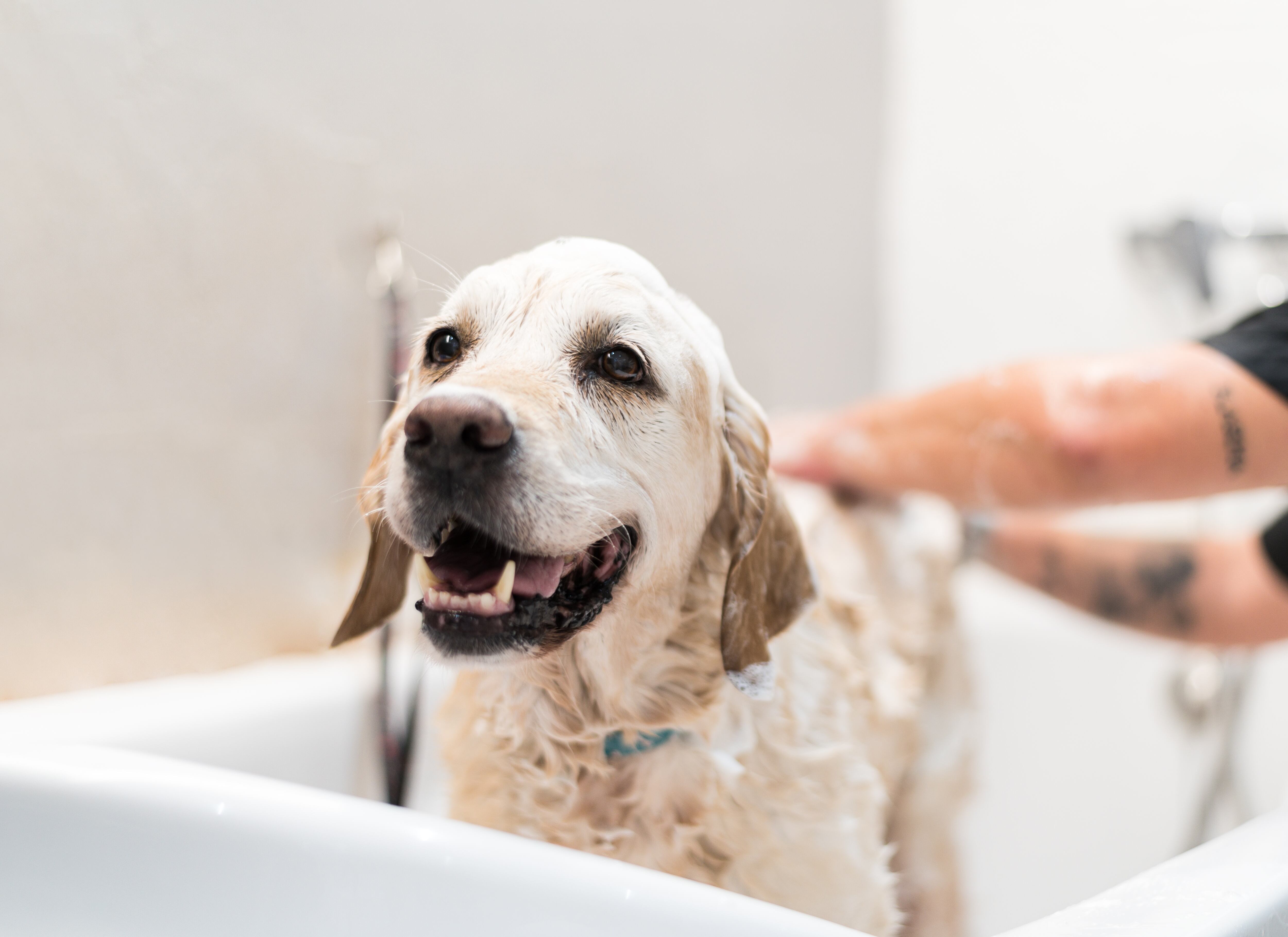 Perro en la ducha de los dueños/ Imagen de referencia/ Getty Images