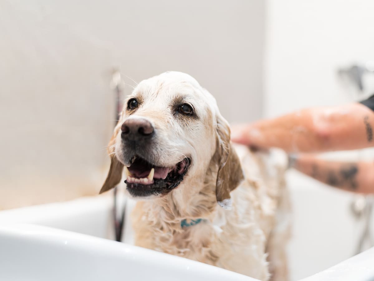 ¿Es malo bañar a las mascotas en la ducha de la casa? Expertos explican efectos