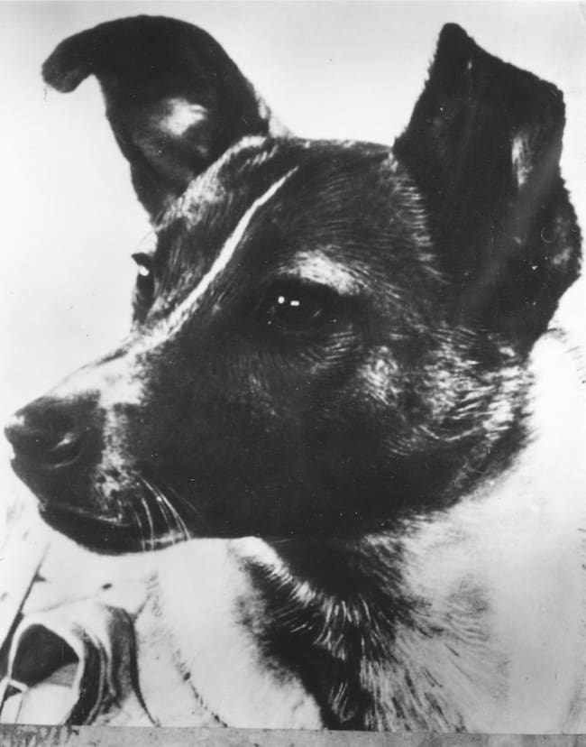Laika, el primer animal en ir al espacio. Foto: Gettyy Images.
