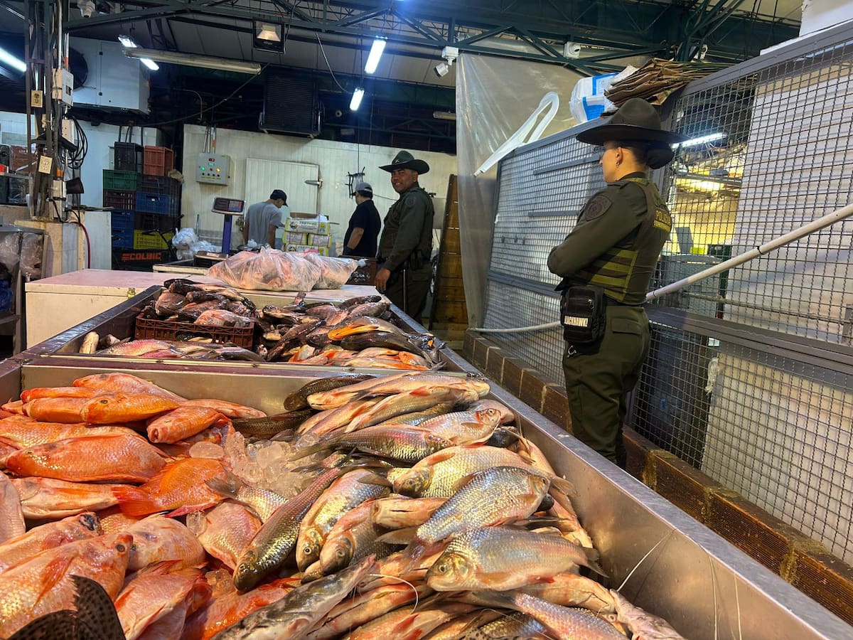 Incautaron en el centro de Medellín 341 kilos de pescado por incumplir normativa de talla e higiene
