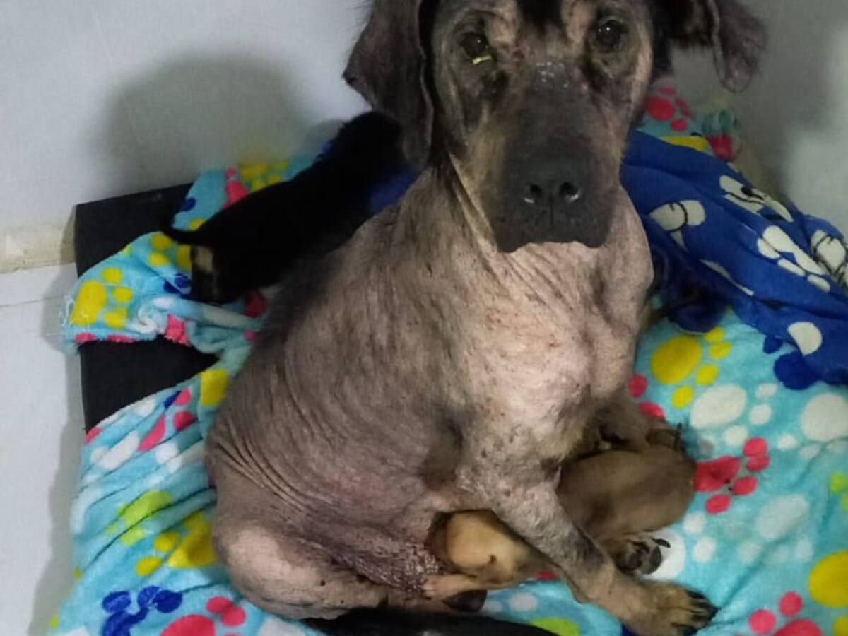 En Dosquebradas rescataron 14 perros que estaban en delicado estado de salud