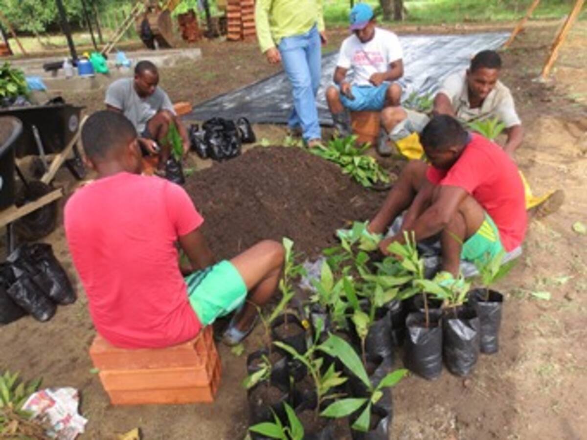 Donan más de 10 mil plántulas a campesinos del norte de Bolívar