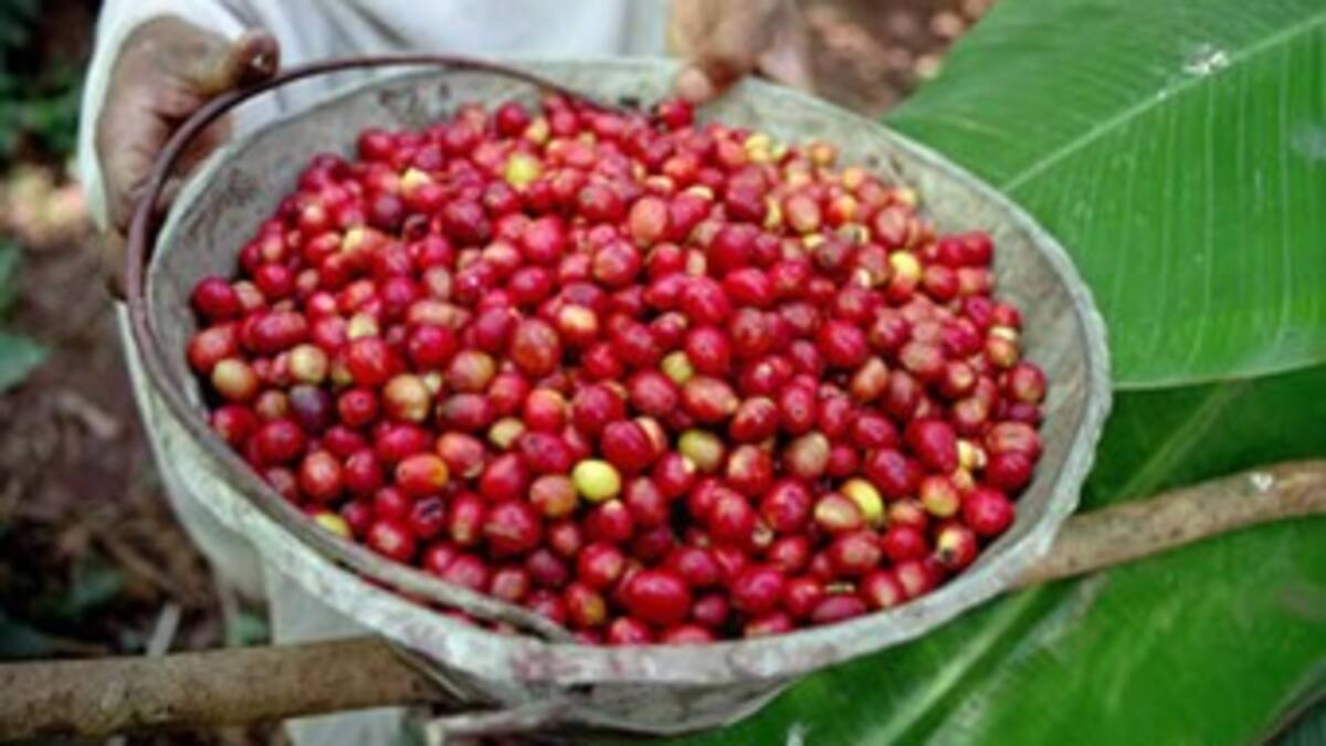 El café que está en inventario no va recibir doble subsidio: Minhacienda