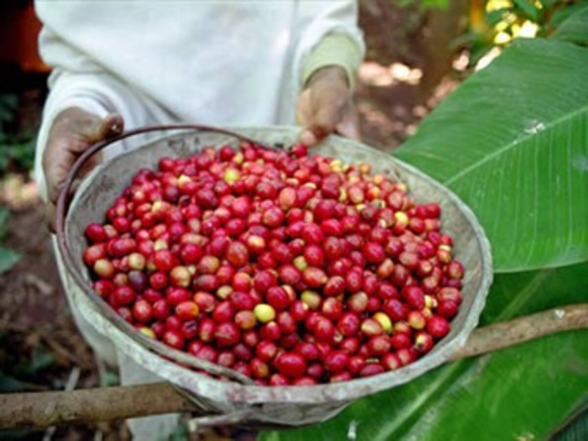 El café que está en inventario no va recibir doble subsidio: Minhacienda
