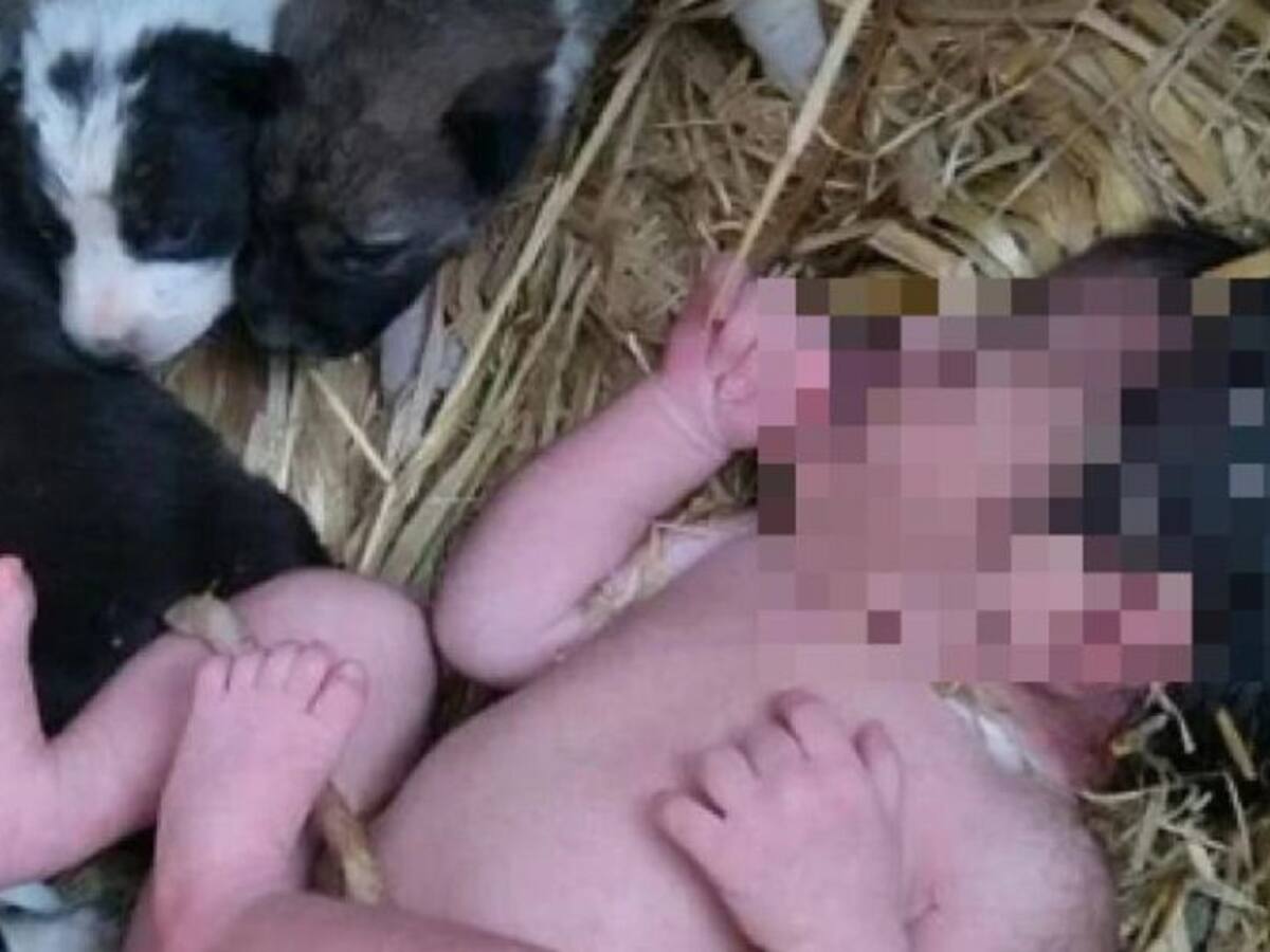 ¡Increíble! Recién nacida fue rescatada y salvada por un grupo de cachorros