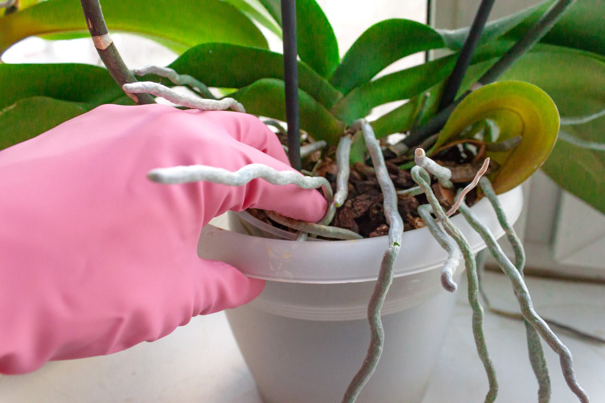 Persona revisando las raíces de su orquídea usando guantes para cuidarla (Getty Images)