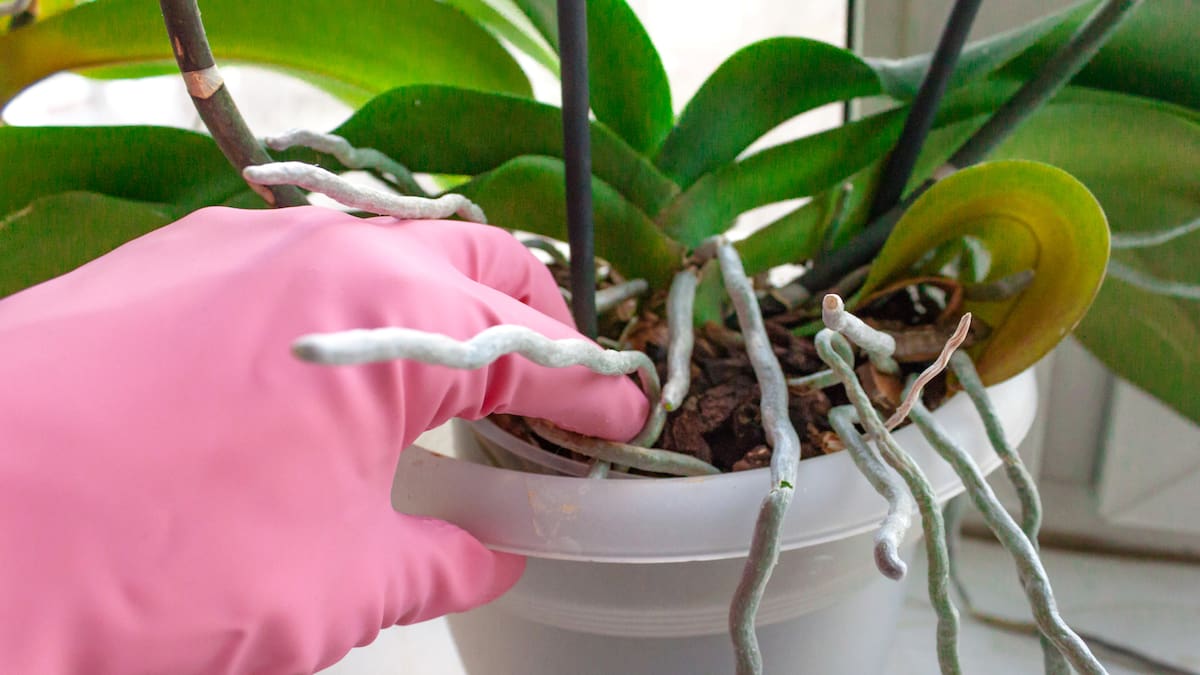 Cómo cuidar una orquídea si sus flores y sus hojas están caídas: consejos de expertos